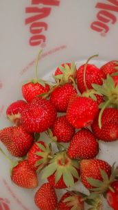 strawberries